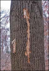 gashes in Tulip tree
