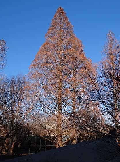 Giant Redwood 'Raven'
