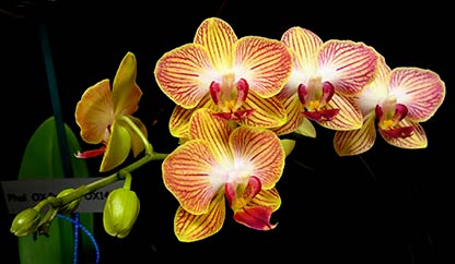Phalaenopsis 'Fuller's Gold Srtipe'