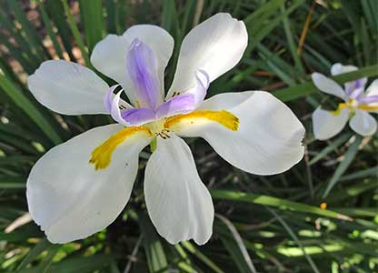 African Iris