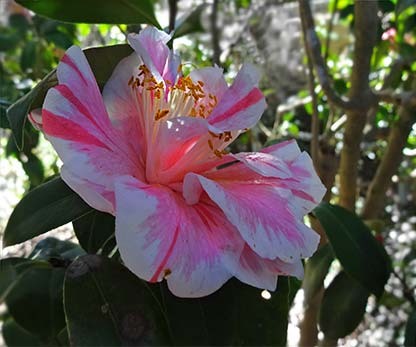 Maysayoshi camellia