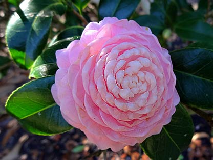 'Pink Perfection' Camillea japonica