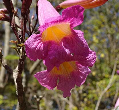 Purple Trumpet Tree