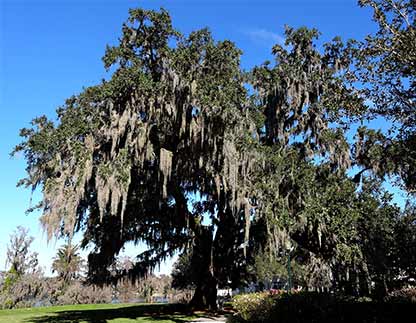Southern Live Oak