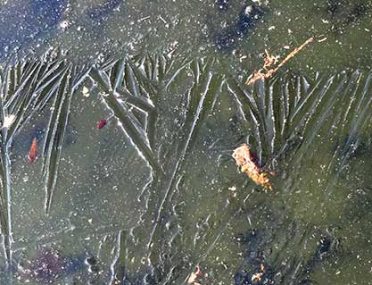 Ice tracings on a pond