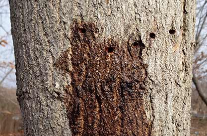 Sapsucker holes in a Sugar Maple tree