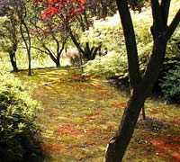 greenZoo: Notes from walks in a botanical garden in June 2005