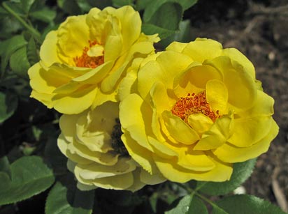 american rose color