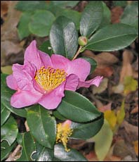 'Winter's Star' Camellia