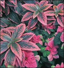 Copperleaf plants
