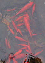 Goldfish in winter