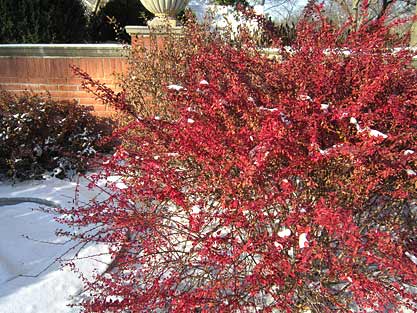 Japanese Barberry 'Golden Ring'