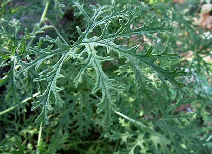 Scented geranium 'Dr. Livingston'