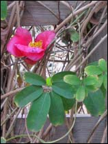 Camellia on a vine
