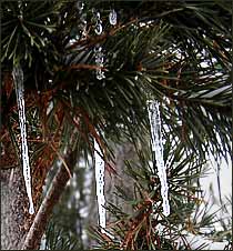 Hanging Icicles