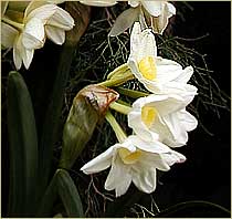 Tazetta narcissus