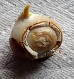 damaged tulip bulb