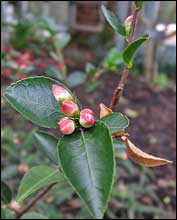 Camellia transnokoensis