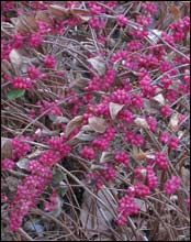 Coralberry
