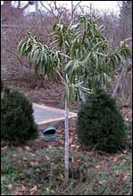 Oleander 'Double White' in winter