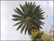 Canary Island Palm
