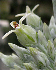 Kalanchoe 'Flapjack'