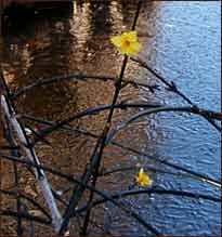 Winter Jasmine