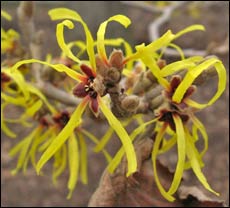 Chinese Witch Hazel