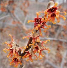 Ozark witch hazel