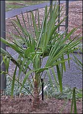 Windmill Palm