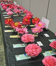 Entries in camellia show
