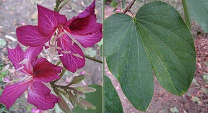 Hong Kong Orchid Tree