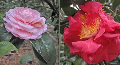 Camellia 'Pink Perfection' and 'Louis Law'
