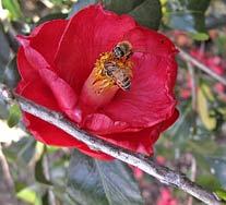 Bees in camelllia