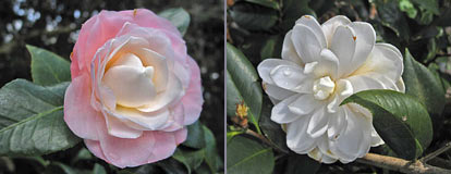 Pair of camellias at Bok Tower Gardens