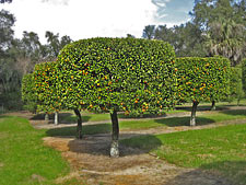 Alee of orange trees