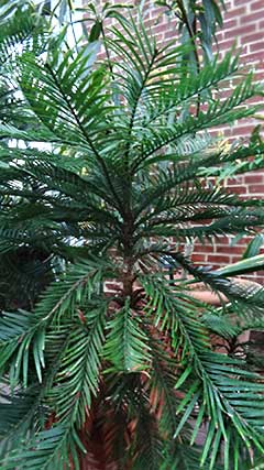 Wollemi Pine