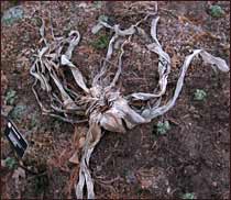 Crinum lily in winter