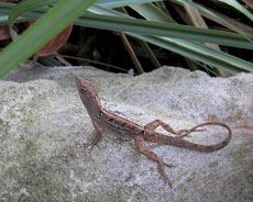 brown anole