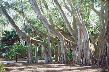 Banyan Grove