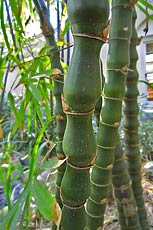 Dwarf Buddha's Belly Bamboo
