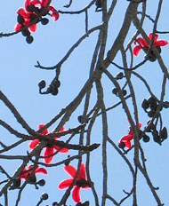 Red Silk Cotton Tree