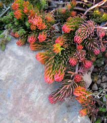Angelia Sedum
