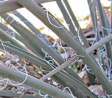 Texas Red Yucca leaves
