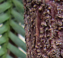 Wollemi Pine bark