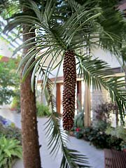 Wollemi Pine pollen cone