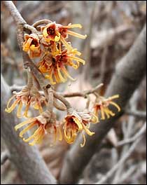 Ozark Witchhazel