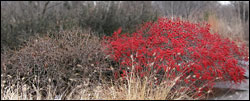 'Red Sprite' Winterberries 