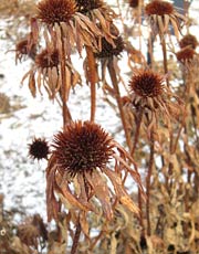cone flowers in winter