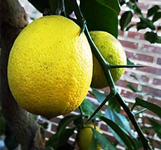 Lemon tree